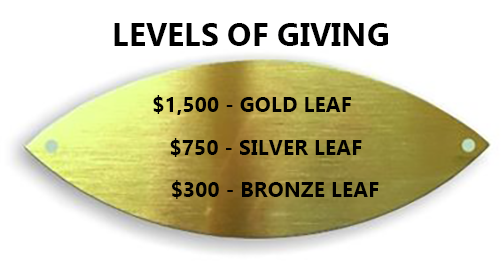 Leaf on the donor tree
